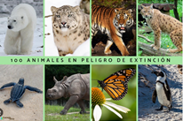Animais en perigo de extinción